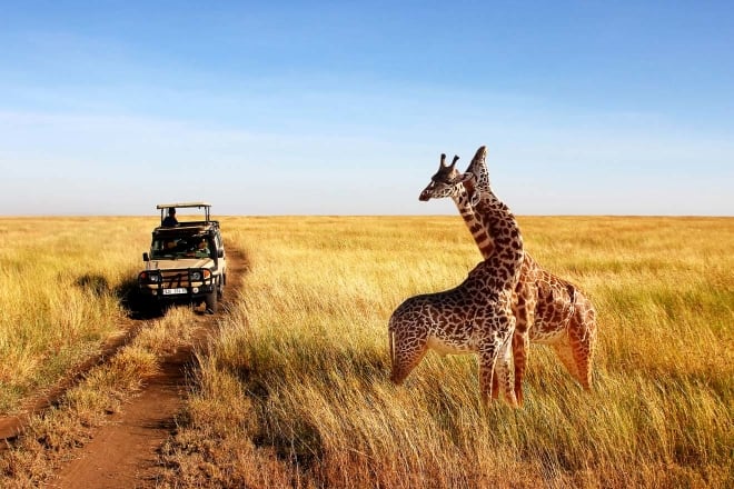 Kenya Safari